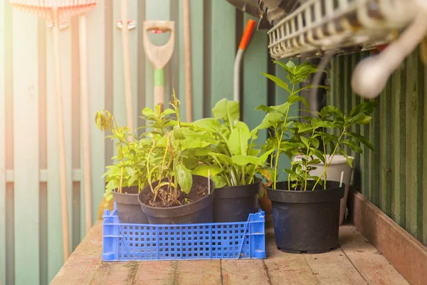 Tavolo di potting con utensili — Foto Stock