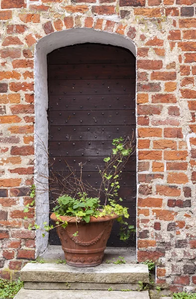 Topfpflanze vor alter Tür — Stockfoto
