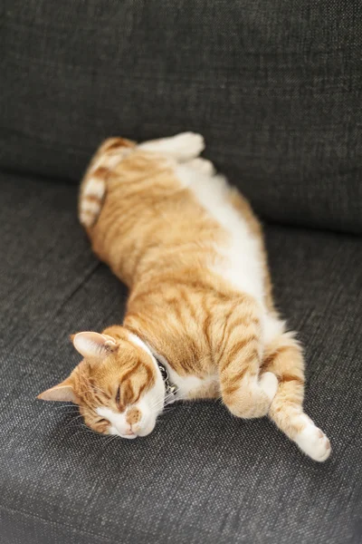 Ginger cat vilar — Stockfoto