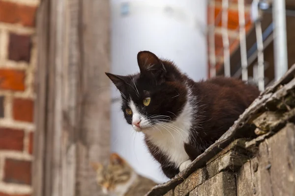 Two Curious cats — Stock Photo, Image