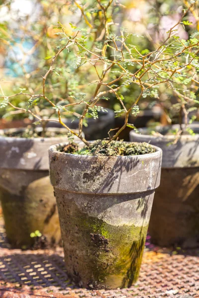 Ollas de plantas rústicas antiguas — Foto de Stock