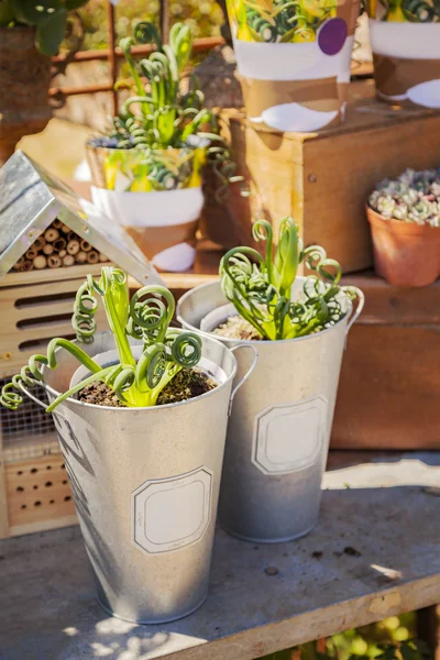 Außen Blumentisch — Stockfoto