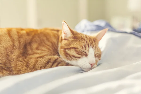 Ginger cat sleeping on bed — Stock Photo, Image