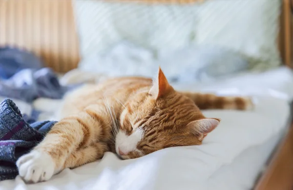 Katze auf dem Bett — Stockfoto