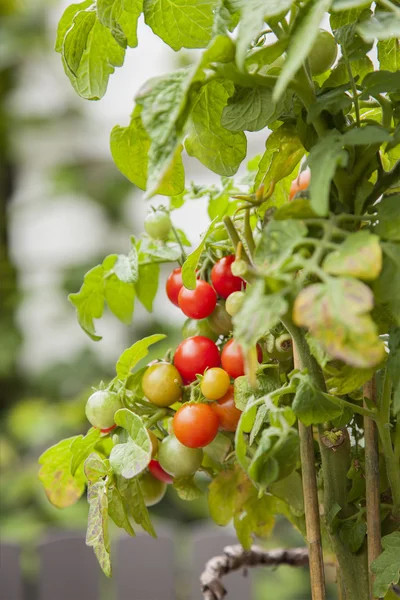 Homegrown organic tomatoes — Stock Photo, Image