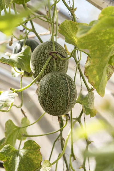 Green greenhouse pumpkins — Stock Photo, Image