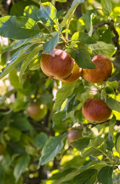 Manzanas rojas maduras —  Fotos de Stock