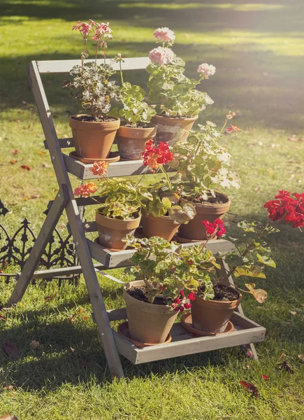 Rustic plant stand — Stock Photo, Image