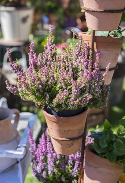 Bruyère en pots — Photo