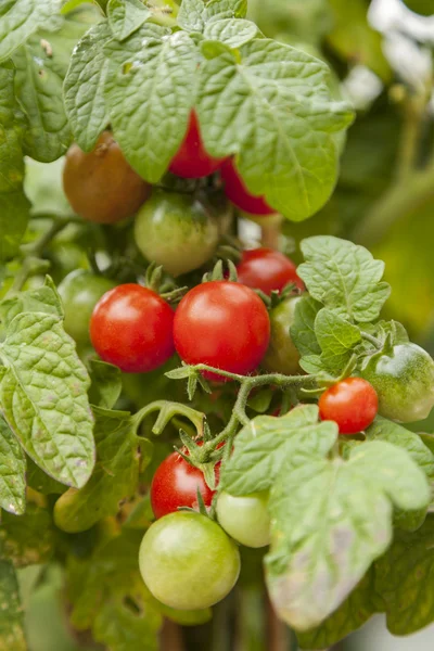 Plant with cherry tomatoes — Stock Photo, Image