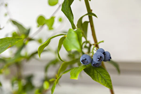 Trädgård blåbär bush — Stockfoto
