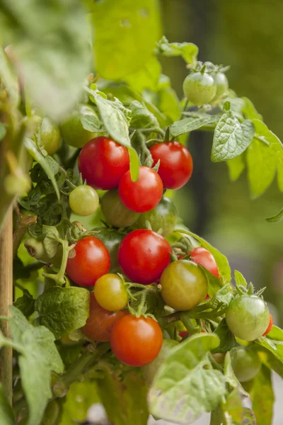 Ekologiczne pomidory — Zdjęcie stockowe