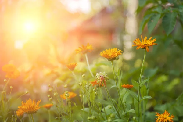 Fondo de jardín soleado — Foto de Stock