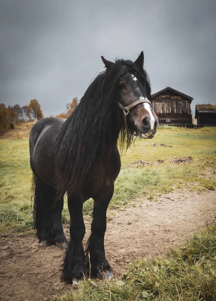 Porträtt Vacker Stor Häst Med Lång Man Stående Ensam Fält Stockbild