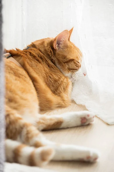 Ginger Gato Descansando Florr Hogar Ambiente —  Fotos de Stock