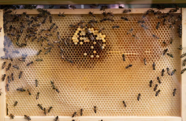 stock image Closeup look at beehive at work.