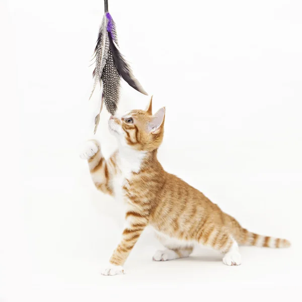 Zencefil kedi oynuyor — Stok fotoğraf