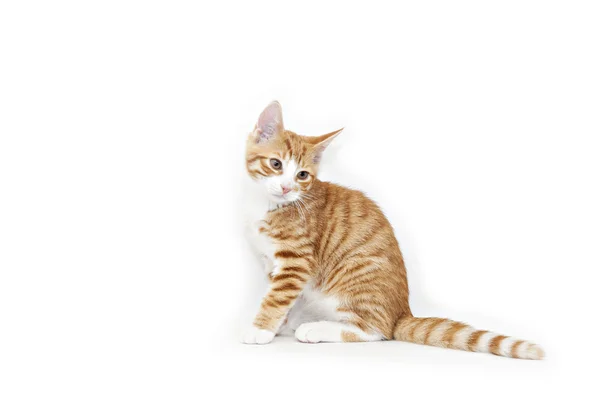 Ginger kitten on white background — Stock Photo, Image