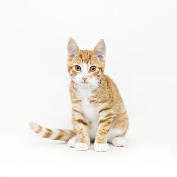 Paski czerwone kotek — Zdjęcie stockowe