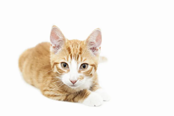 Ginger gatito mirando fijamente —  Fotos de Stock