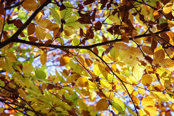 郁郁葱葱的秋天树 — 图库照片