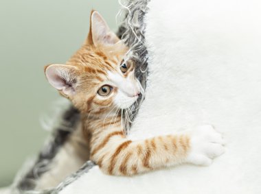 Igloo de şirin zencefil kedi