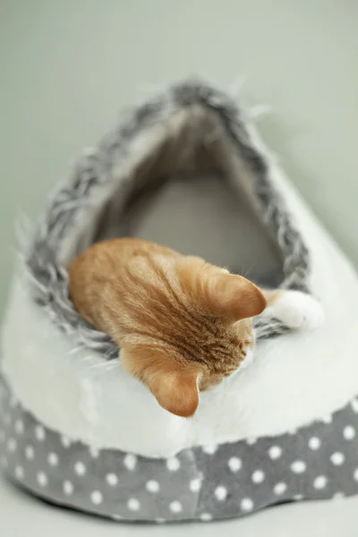 Kitten in an igloo — Stock Photo, Image