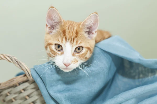 Ginger kotek w koszyku — Zdjęcie stockowe