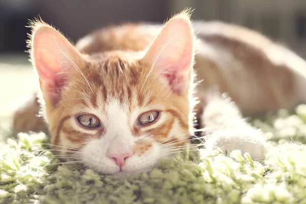Retrato de Ginger Cat — Fotografia de Stock