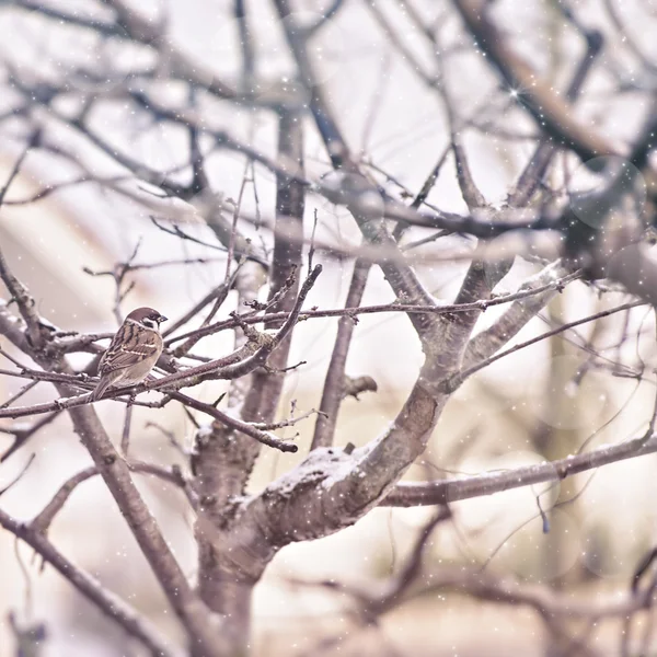 Scène d'hiver avec moineau — Photo