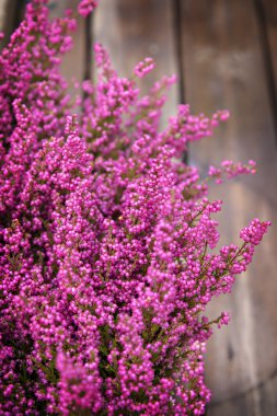 pembe heather