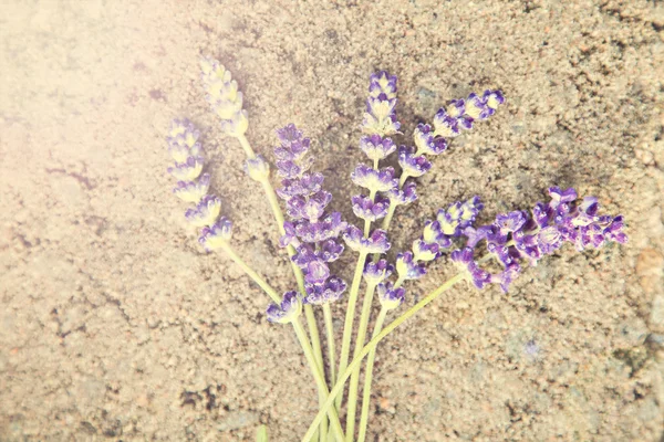 Frischer Lavendel — Stockfoto