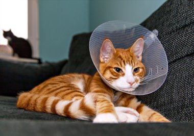 Kedi veterinairy koni ile dinlenme