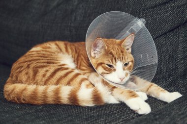 Ameliyat sonrası koni ile kedi