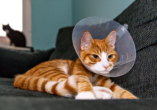 Gato descansando con cono veterinario — Foto de Stock