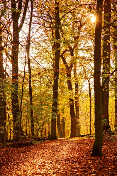 Farbenfroher Waldweg — Stockfoto