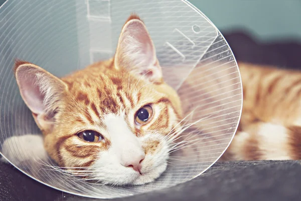 Orange cat in neck cone — Stock Photo, Image