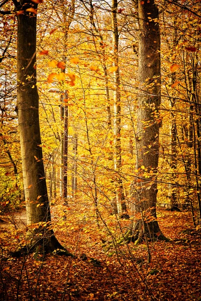 Escena colorida del bosque — Foto de Stock