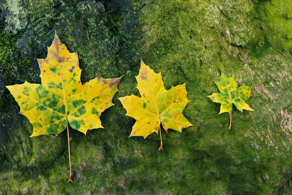 Tre gula blad på gröna — Stockfoto