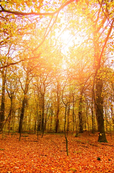 Sunlit autumn forrest — Stock Photo, Image