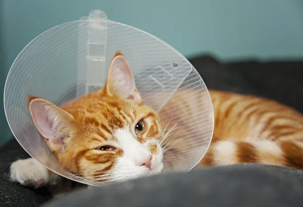 Gato com cone após a cirurgia — Fotografia de Stock