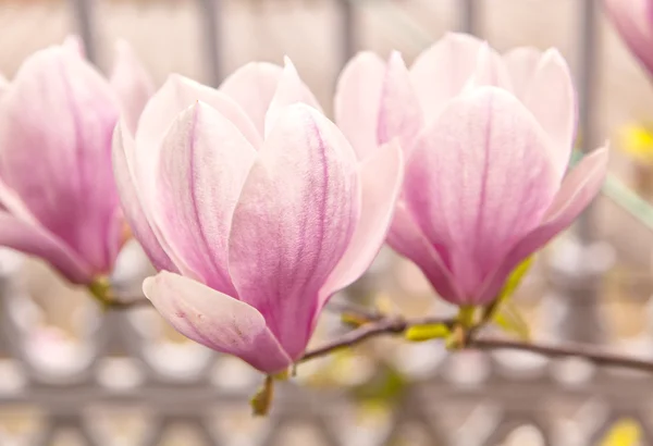 Magnolia tree — Stock Photo, Image