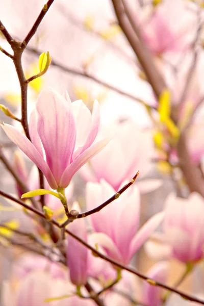 Pink magnolia blossoms — Stock Photo, Image