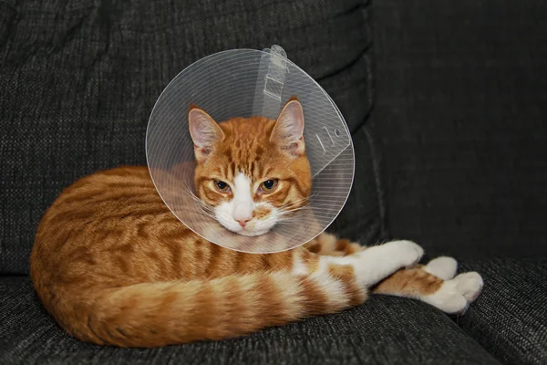 Cat resting after surgery with veterinairy cone — Stock Photo, Image