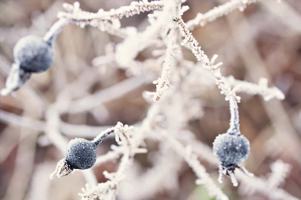 Frosty berry bush — Stock Photo, Image