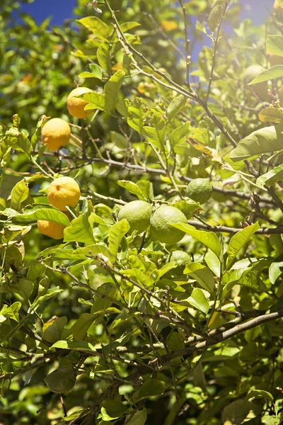 Lush lemon tree — Stock Photo, Image