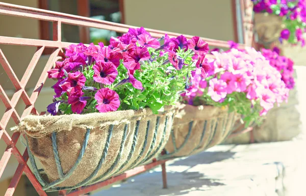 Balkon plantenbak — Stockfoto