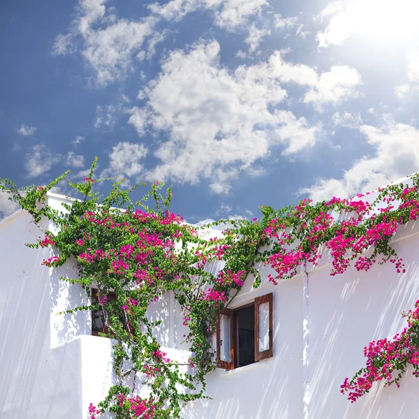 Wit gewassen huis met bouganevillea — Stockfoto
