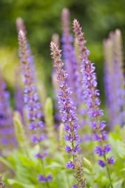 Blooming sage flowers