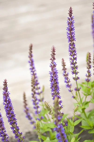 Salvia officinalis — Stock Image Salvia officinalis Stock Picture